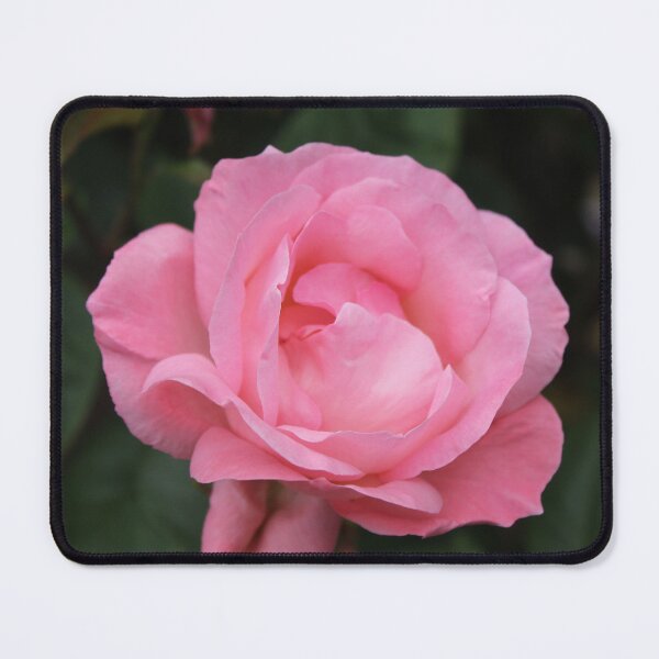 Item preview, Soft pink rose bloom - Romantic botanical flower photography designed and sold by Cha-s-lens.