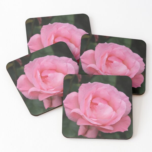 Item preview, Soft pink rose bloom - Romantic botanical flower photography designed and sold by Cha-s-lens.