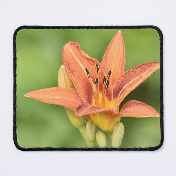 Item preview, Warm Orange Daylily Macro with Soft Green Bokeh designed and sold by TathataPhotos.