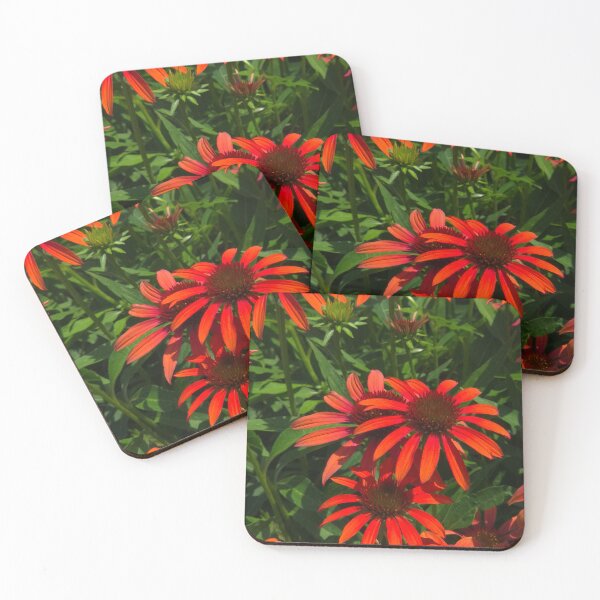 Item preview, Orange Coneflowers designed and sold by Rosebughive Photography.