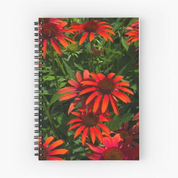 Item preview, Orange Coneflowers designed and sold by Rosebughive Photography.