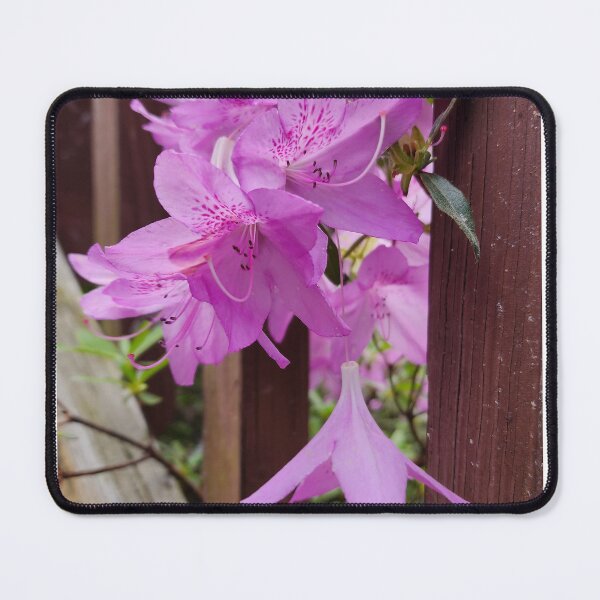 Item preview, Azalea Peeking Around the Corner designed and sold by Rosebughive Photography.