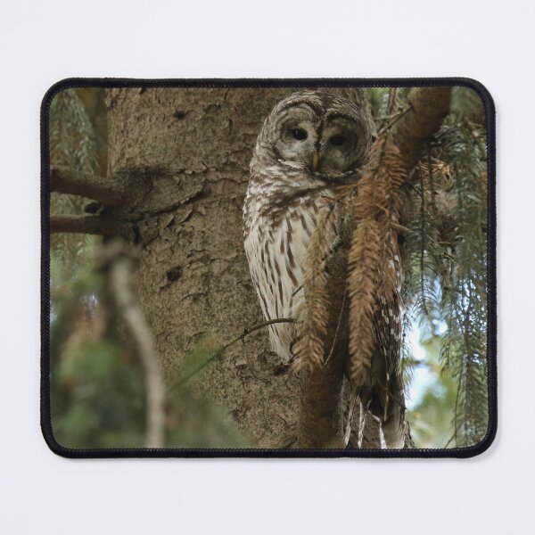 Item preview, Barred Owl in Forest Tree designed and sold by locustgirl.
