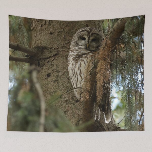 Item preview, Barred Owl in Forest Tree designed and sold by locustgirl.