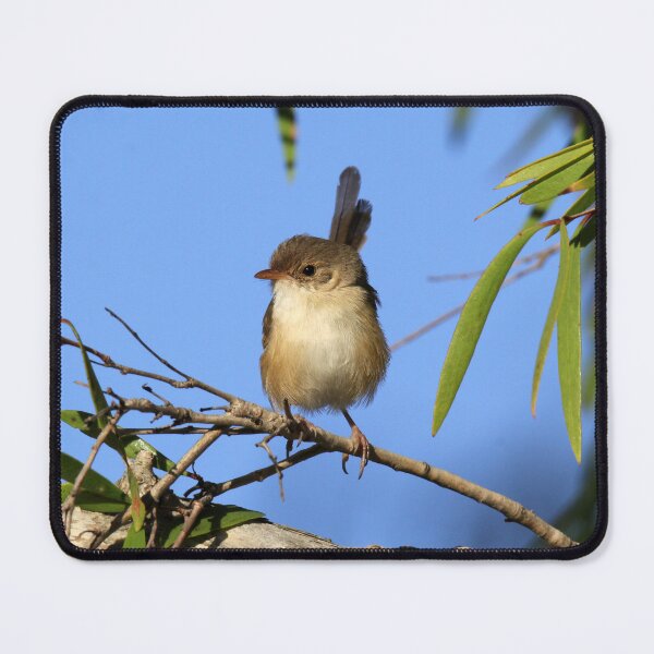 Item preview, Charming Female Red-backed Fairywren on a Branch designed and sold by 27Tammy27.