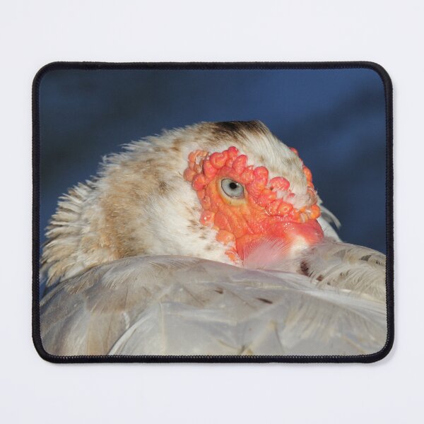 Item preview, Close Up Muscovy Duck Portrait designed and sold by 27Tammy27.