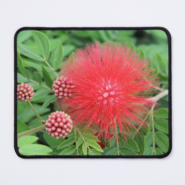 Item preview, Vibrant Red Powder Puff Flower Close Up designed and sold by 27Tammy27.