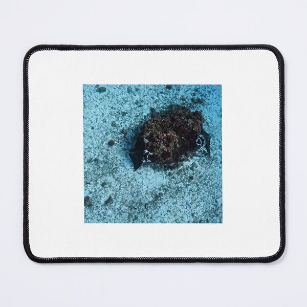 Item preview, Manta Rays Great Barrier Reef Australia (Lady Elliot Island 2026) designed and sold by Leuk.