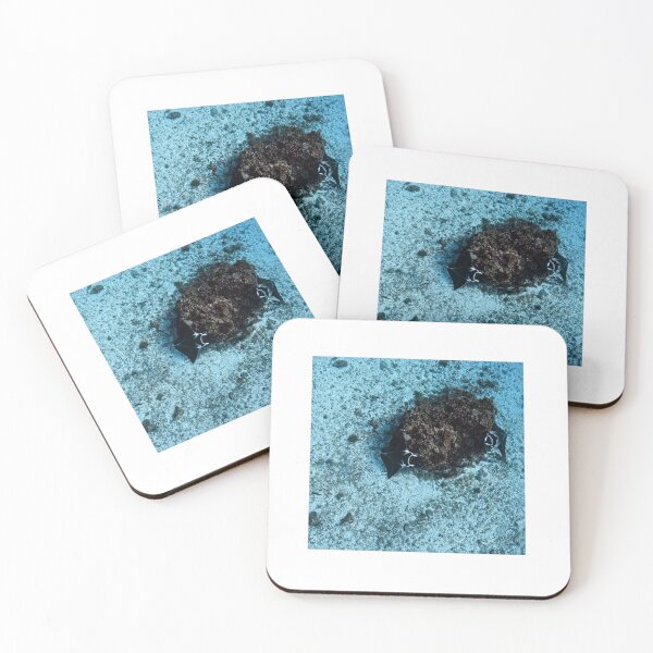 Item preview, Manta Rays Great Barrier Reef Australia (Lady Elliot Island 2026) designed and sold by Leuk.