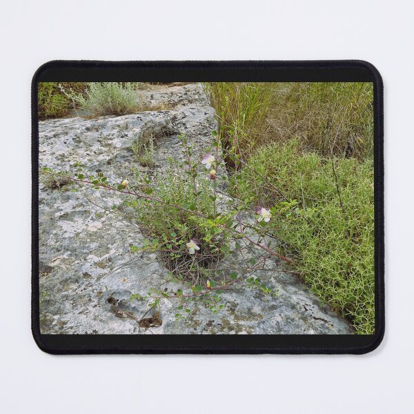 Item preview, spring bloom, Capparis designed and sold by Lunar-Dragon.