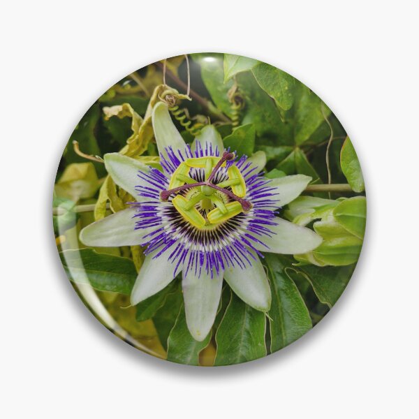 Item preview, spring bloom, passion flower designed and sold by Lunar-Dragon.