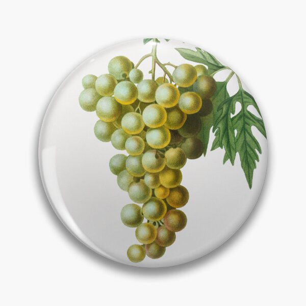 Item preview, Green Grapes Fruit Vintage Botanical Illustration designed and sold by TheRetroArtRoom.