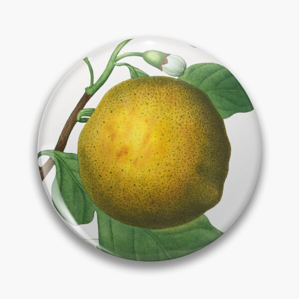 Item preview, Grapefruit Fruit Vintage Botanical Illustration designed and sold by TheRetroArtRoom.