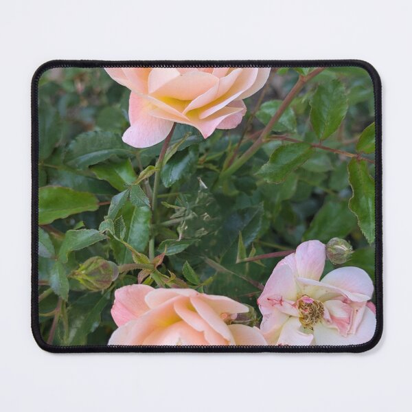 Item preview, Beautiful peach apricot roses blooming in a garden bush designed and sold by gaohao1.