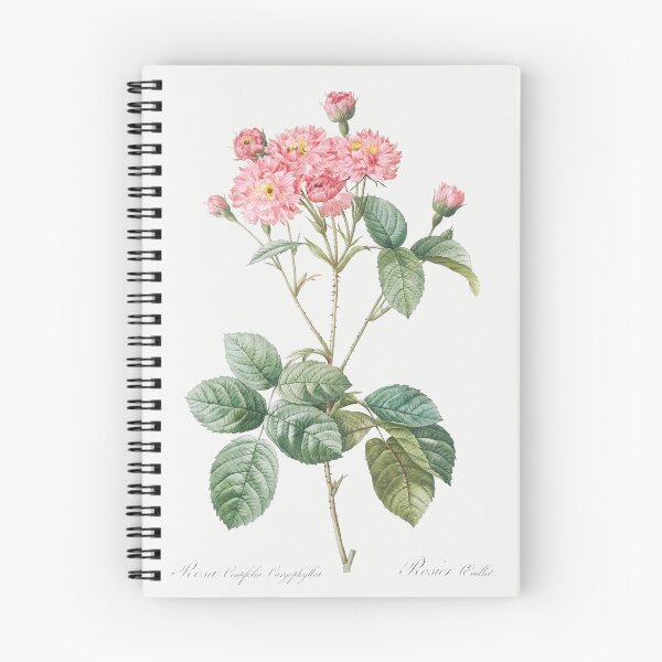 Item preview, Carnation-petalled Cabbage Rose Flowers Vintage Botanical Illustration designed and sold by TheRetroArtRoom.