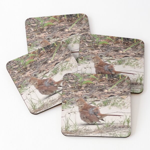 Item preview, Brown Thrasher Foraging in Leaf Litter. designed and sold by Pearls1.