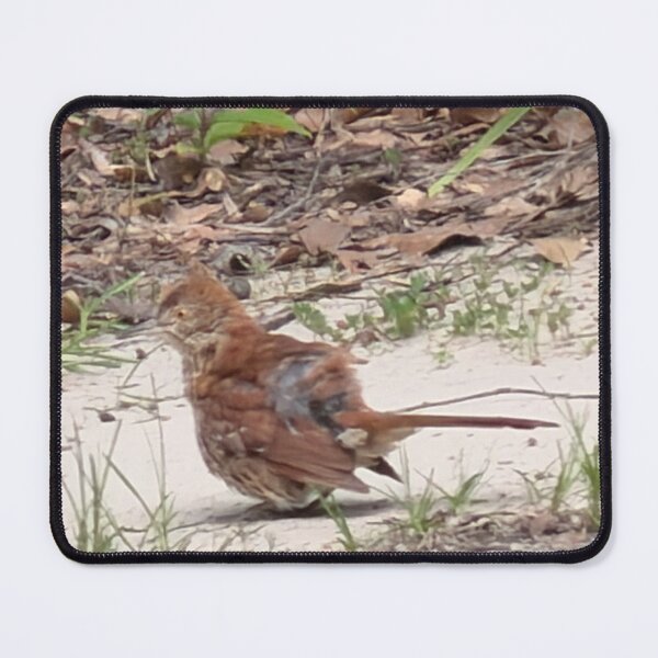 Item preview, Brown Thrasher Foraging in Leaf Litter. designed and sold by Pearls1.