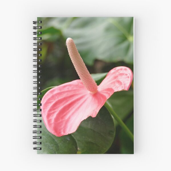 Item preview, Pink Anthurium designed and sold by jaynerushton.