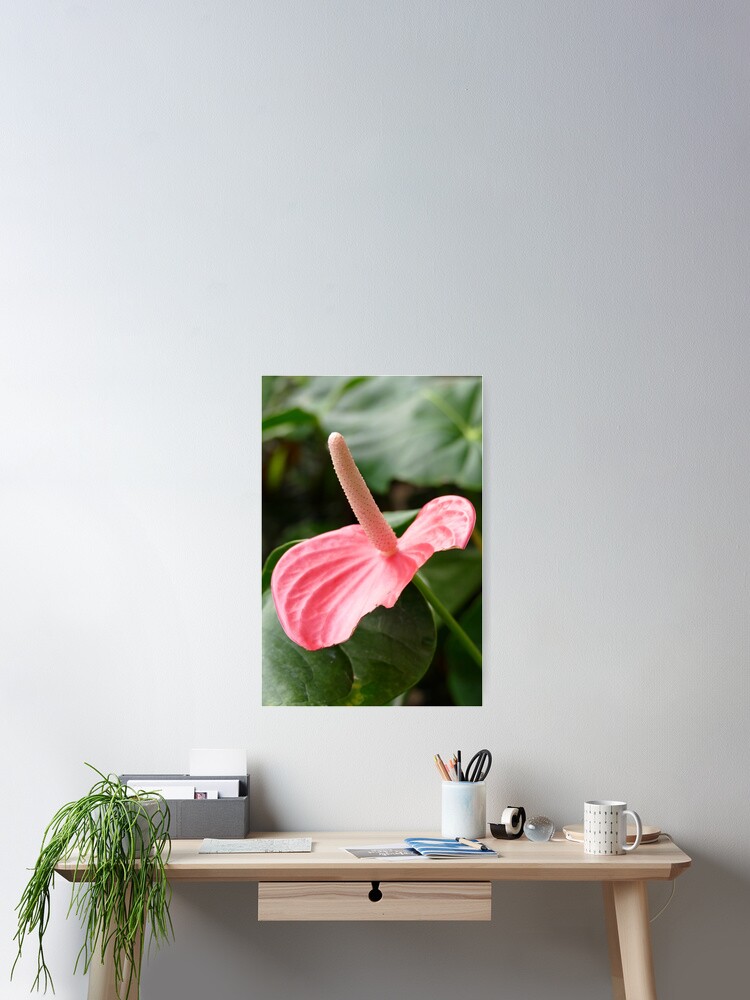 Thumbnail 2 of 3, Poster, Pink Anthurium designed and sold by jaynerushton.
