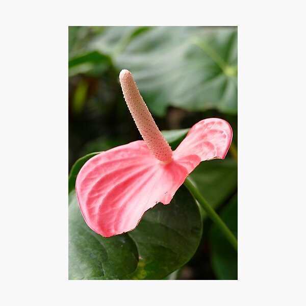 Item preview, Pink Anthurium designed and sold by jaynerushton.