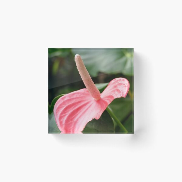Item preview, Pink Anthurium designed and sold by jaynerushton.