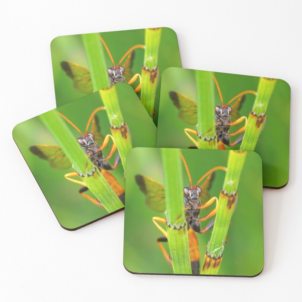 Item preview, Coasters (Set of 4) designed and sold by RalphGoldsmith.