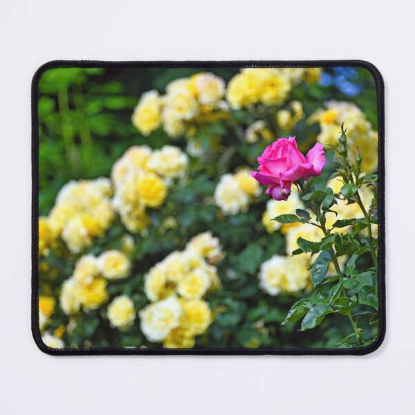 Item preview, Pink Rose flower in springtime, Volksgarten, Vienna, Austria designed and sold by goceris.