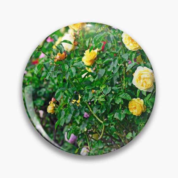 Item preview, Yellow roses garden in springtime, Volksgarten, Vienna, Austria designed and sold by goceris.