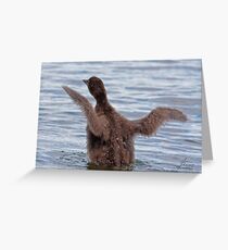 Learning The Ropes - Baby Common Loon Greeting Card
