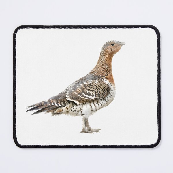 Item preview, Western Capercaillie (Tetrao urogallus) designed and sold by HOMETOWN86.