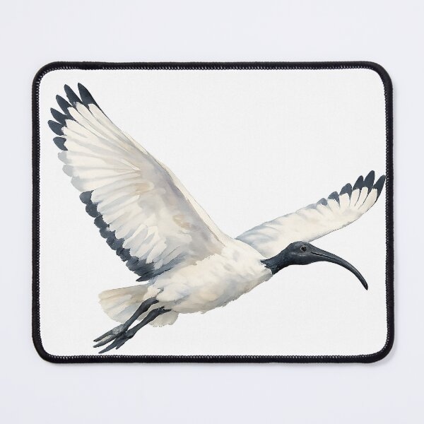 Item preview, Australian White Ibis in Flight — Watercolour designed and sold by Jaruart.