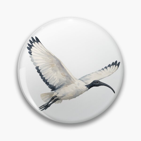 Artikelvorschau, Australian White Ibis in Flight — Watercolour entworfen und verkauft von Jaruart.
