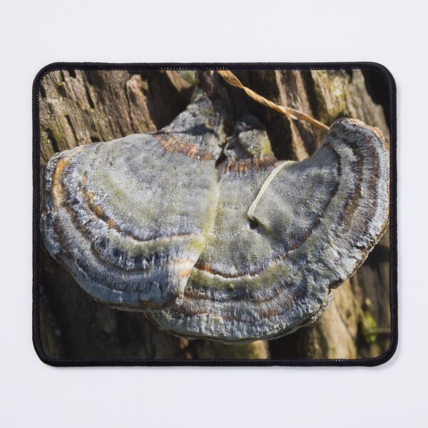 Item preview, Blue Bracket Fungus or Trametes designed and sold by Kasia Design.