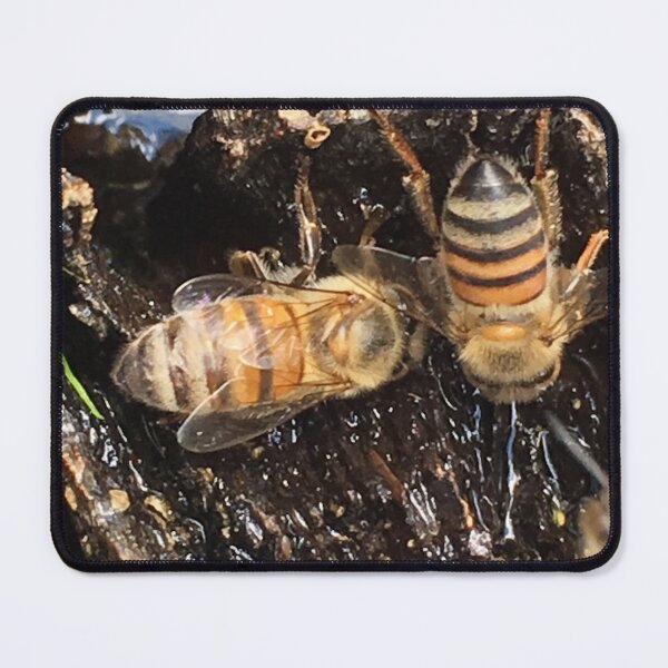 Item preview, Apis mellifera Scutellata (African Honey bee) designed and sold by Maree Clarkson .