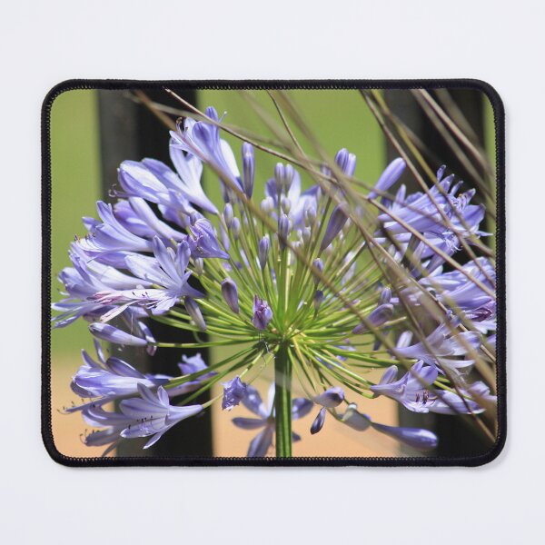 Item preview, Agapanthus beauty designed and sold by Maree Clarkson .
