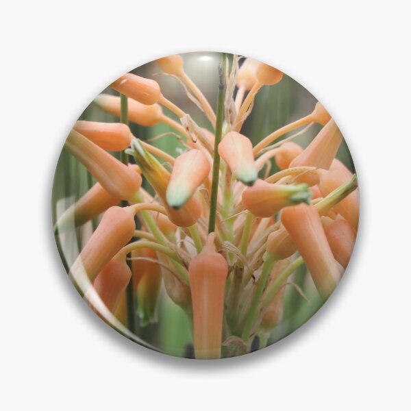 Item preview, Aloe cooperi - flor designed and sold by Maree Clarkson .