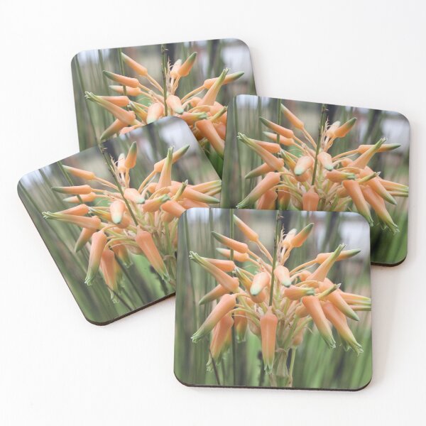 Item preview, Aloe cooperi - flor designed and sold by Maree Clarkson .