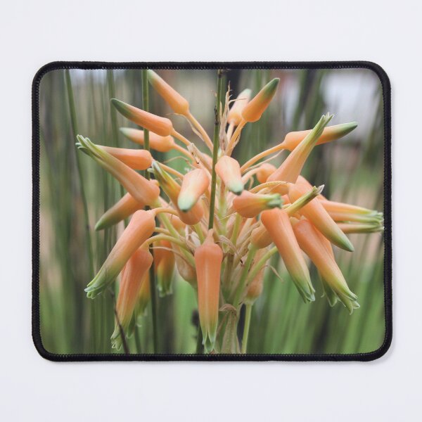 Item preview, Aloe cooperi - flower designed and sold by Maree Clarkson .