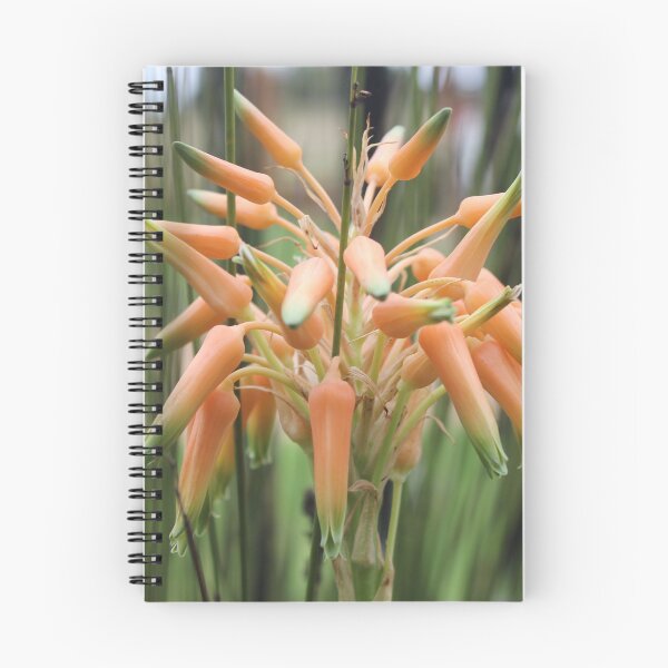 Item preview, Aloe cooperi - flower designed and sold by Maree Clarkson .