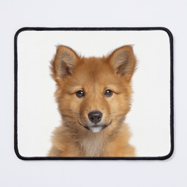 Item preview, Adorable Finnish Spitz pup for Cute Finnish Spitz puppy lovers designed and sold by LazyOwlStore.