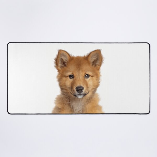 Item preview, Adorable Finnish Spitz pup for Cute Finnish Spitz puppy lovers designed and sold by LazyOwlStore.