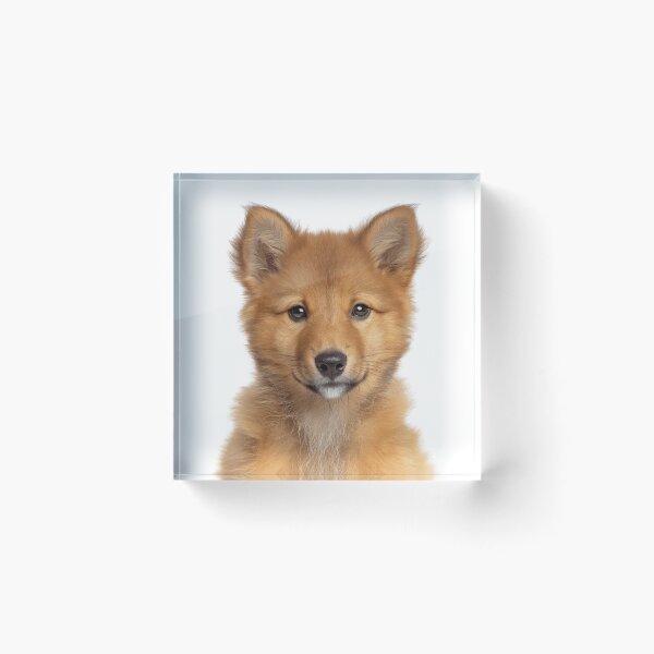 Item preview, Adorable Finnish Spitz pup for Cute Finnish Spitz puppy lovers designed and sold by LazyOwlStore.