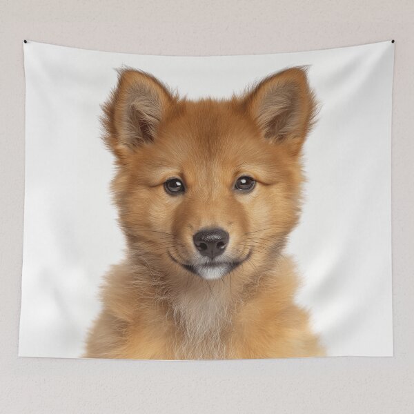 Item preview, Adorable Finnish Spitz pup for Cute Finnish Spitz puppy lovers designed and sold by LazyOwlStore.