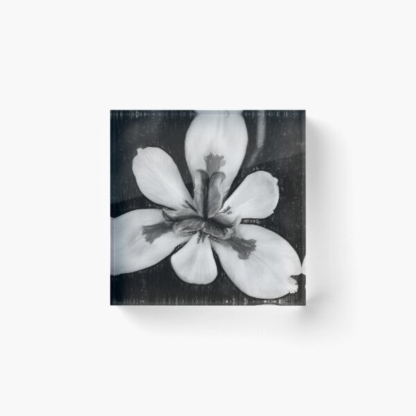 Item preview, African Iris In Black and White designed and sold by Kay Brewer.