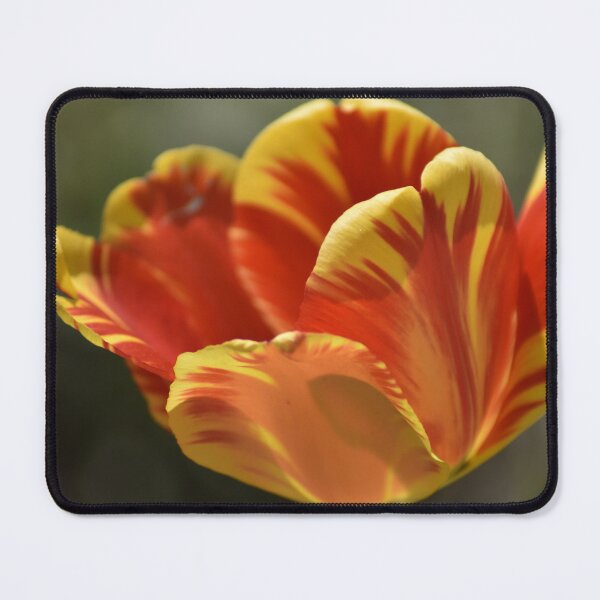 Item preview, Fire Orange Tulip Close Up | Sunset Flower Macro Photography designed and sold by TathataPhotos.