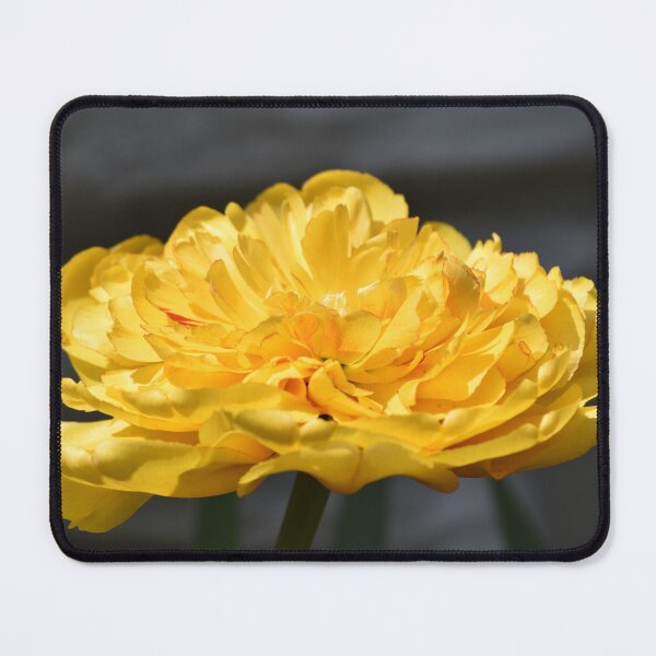 Item preview, Golden Tulip Flower Macro Black Background designed and sold by TathataPhotos.