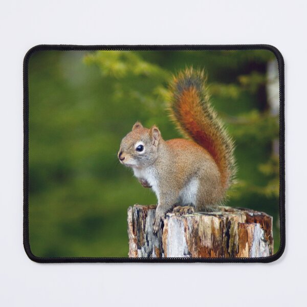 Item preview, Squirrel sitting on tree stump designed and sold by Backyard Friends.