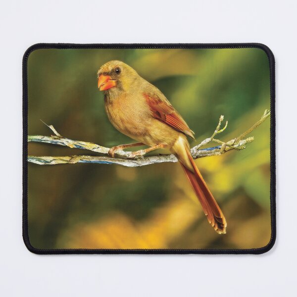 Item preview, The Female Cardinal designed and sold by Kay Brewer.