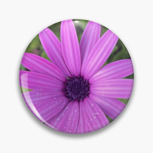 Item preview, Purple African Daisy with Dew Drops Botanical Photography designed and sold by Be Captured by Brittany Emma.
