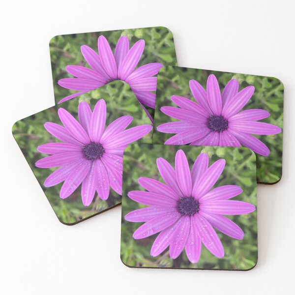 Item preview, Purple African Daisy with Dew Drops Botanical Photography designed and sold by Be Captured by Brittany Emma.
